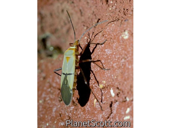 Red Bug (Dysdercus intermedius)