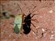Red Bug (Dysdercus intermedius)