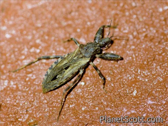 Assassin Bug (Oncocephalus sp)
