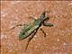 Assassin Bug (Oncocephalus sp)