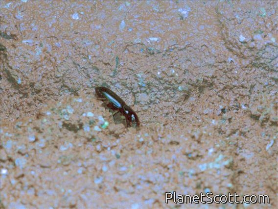 Beetle (Coleoptera sp)