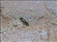 Beetle (Coleoptera sp)