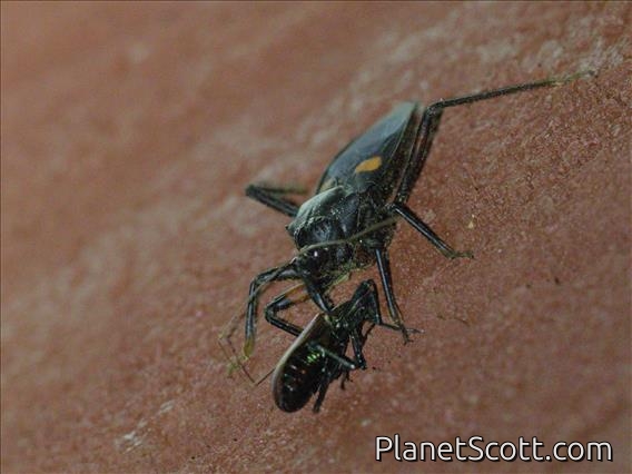 Assassin Bug (Platymeris sp)