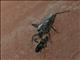 Assassin Bug (Platymeris sp)