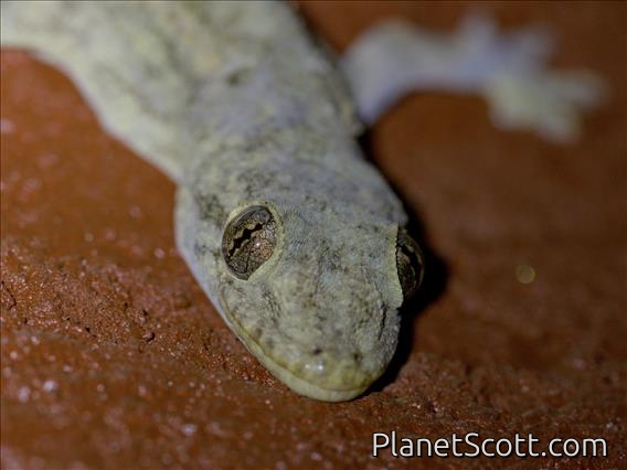 Tropical House Gecko (Hemidactylus mabouia)