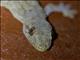 Tropical House Gecko (Hemidactylus mabouia)