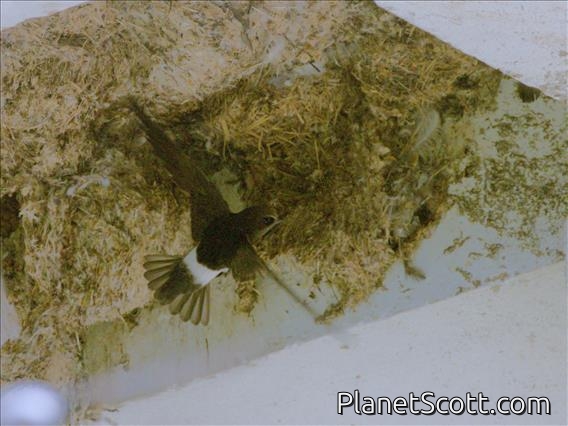 Little Swift (Apus affinis)