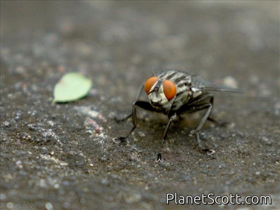 Nose Fly (Stomorhina sp)