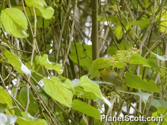 South Pare White-eye (Zosterops winifredae)