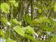 South Pare White-eye (Zosterops winifredae)