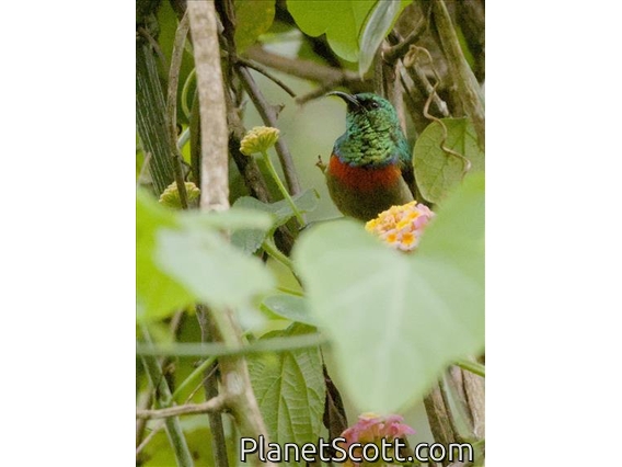 Usambara Double-collared Sunbird (Cinnyris usambaricus)