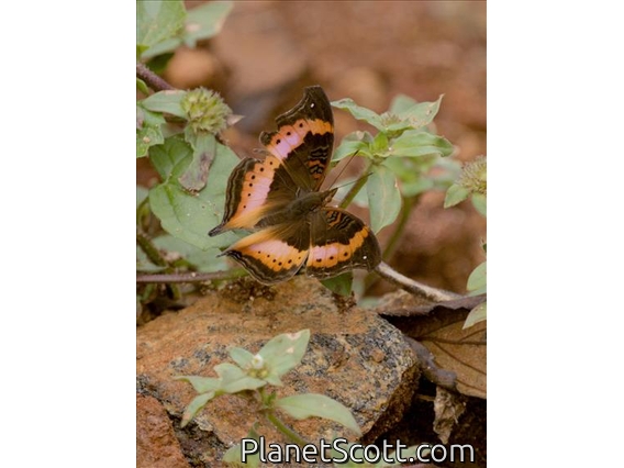 Dry-leaf Commodore (Precis tugela)