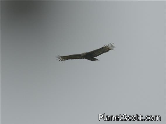 Augur Buzzard (Buteo augur)