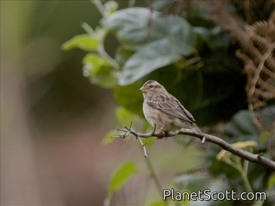 Pin-tailed Whydah (Vidua macroura) - Female