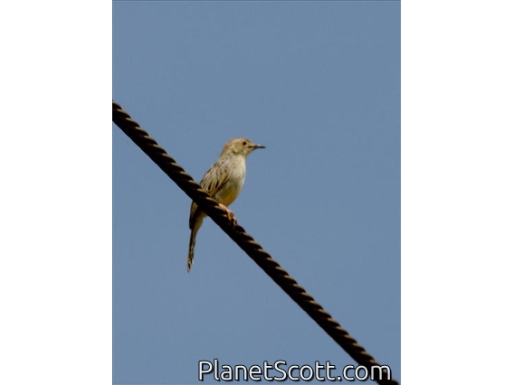 Rattling Cisticola (Cisticola chiniana)