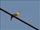 Rattling Cisticola (Cisticola chiniana)