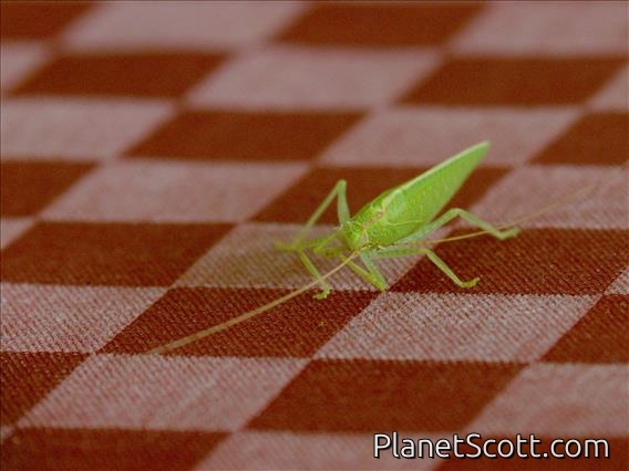 African Cone-head (Conocephalus conocephalus)