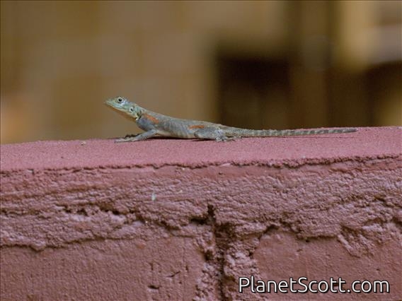 Kenya Rock Agama (Agama lionotus) - Female