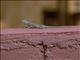 Kenya Rock Agama (Agama lionotus) - Female