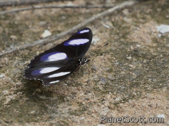 Danaid Eggfly (Hypolimnas misippus)