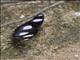 Danaid Eggfly (Hypolimnas misippus)