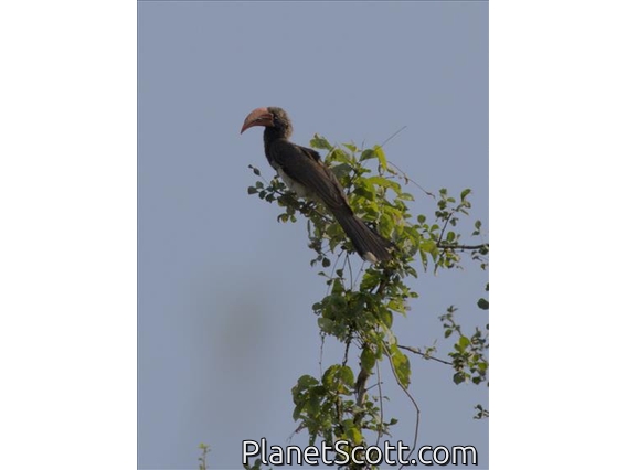 Crowned Hornbill (Lophoceros alboterminatus)