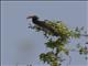 Crowned Hornbill (Lophoceros alboterminatus)
