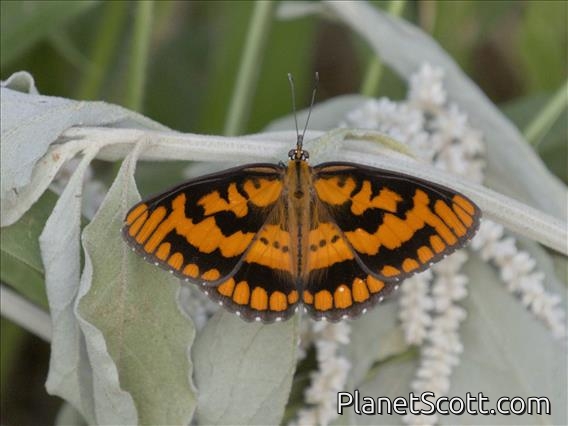 Spotted Joker (Byblia ilithyia)
