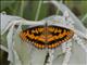 Spotted Joker (Byblia ilithyia)