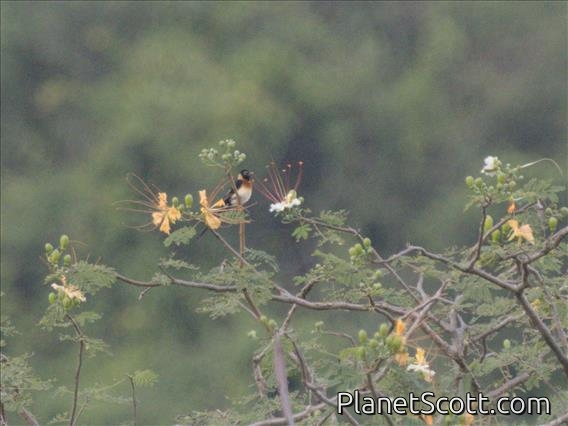 Eastern Paradise-Whydah (Vidua paradisaea)