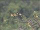 Eastern Paradise-Whydah (Vidua paradisaea)