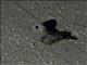 Plain Nightjar (Caprimulgus inornatus)