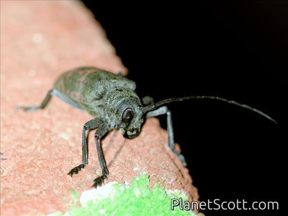 Longhorn Beetle (Ceroplesis militaris)