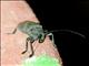 Longhorn Beetle (Ceroplesis militaris)