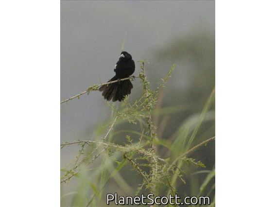 White-winged Widowbird (Euplectes albonotatus) -Male