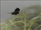 White-winged Widowbird (Euplectes albonotatus) -Male