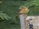 DArnauds Barbet (Trachyphonus darnaudii)