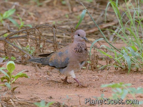 Laughing Dove (Spilopelia senegalensis)
