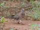 Laughing Dove (Spilopelia senegalensis)