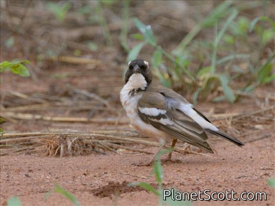 White-browed Sparrow-Weaver (Plocepasser mahali)