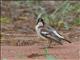 White-browed Sparrow-Weaver (Plocepasser mahali)