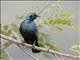 Greater Blue-eared Starling (Lamprotornis chalybaeus)