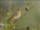African Golden-Weaver (Ploceus subaureus)