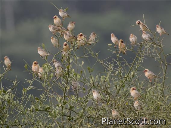 Red-billed Quelea (Quelea quelea)