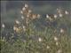 Red-billed Quelea (Quelea quelea)