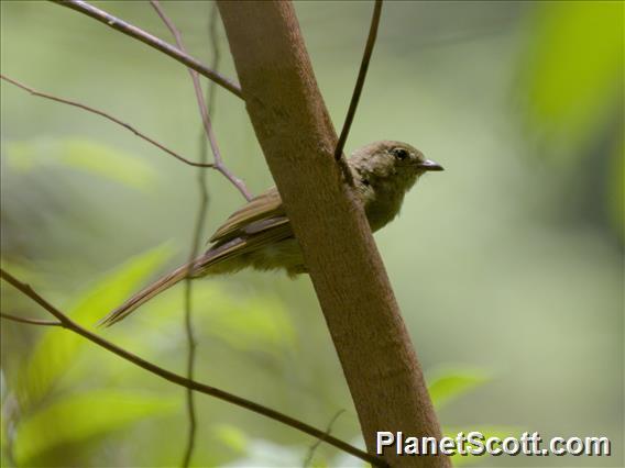 Little Greenbul (Eurillas virens)