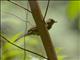 Little Greenbul (Eurillas virens)