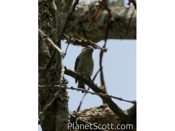 Green Tinkerbird (Pogoniulus simplex)