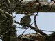 African Green-Tinkerbird (Pogoniulus simplex)