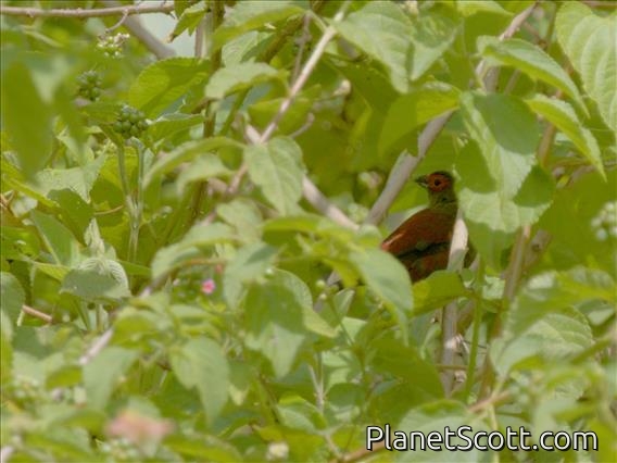 Red-faced Crimsonwing (Cryptospiza reichenovii)